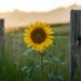 Sunflower image generated by Ideogram